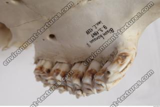 animal skull teeth 0028
